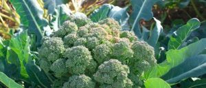 plantar brócolos