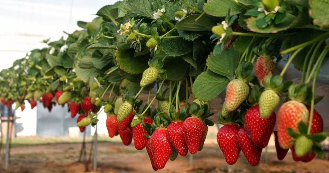 cultivar moragos sem solo