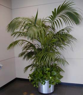 planta Kentia