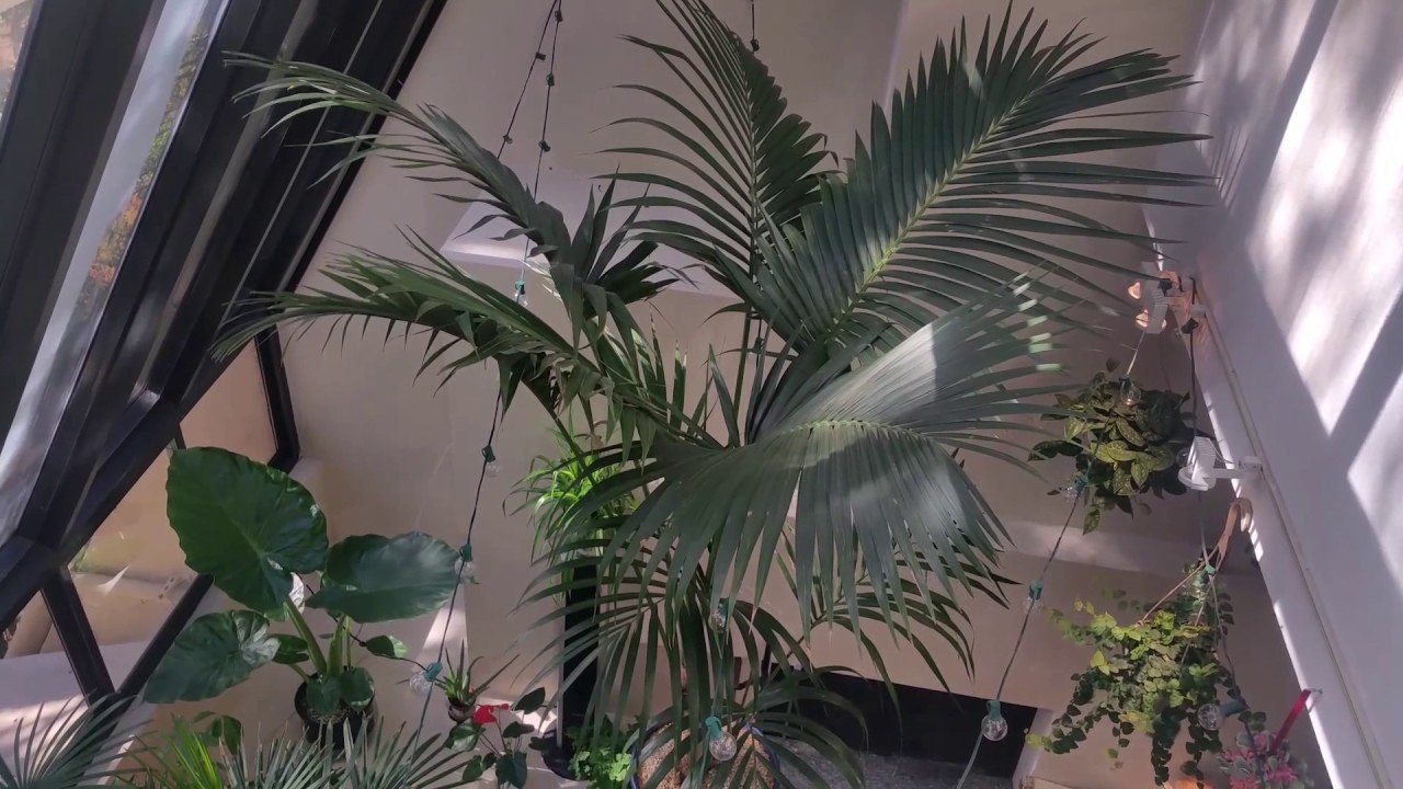 Palmeira Kentia – planta decorativa interior