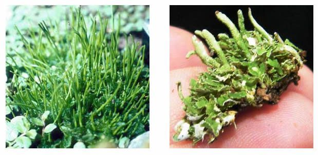 O que são plantas briófitas ou plantas não vasculares