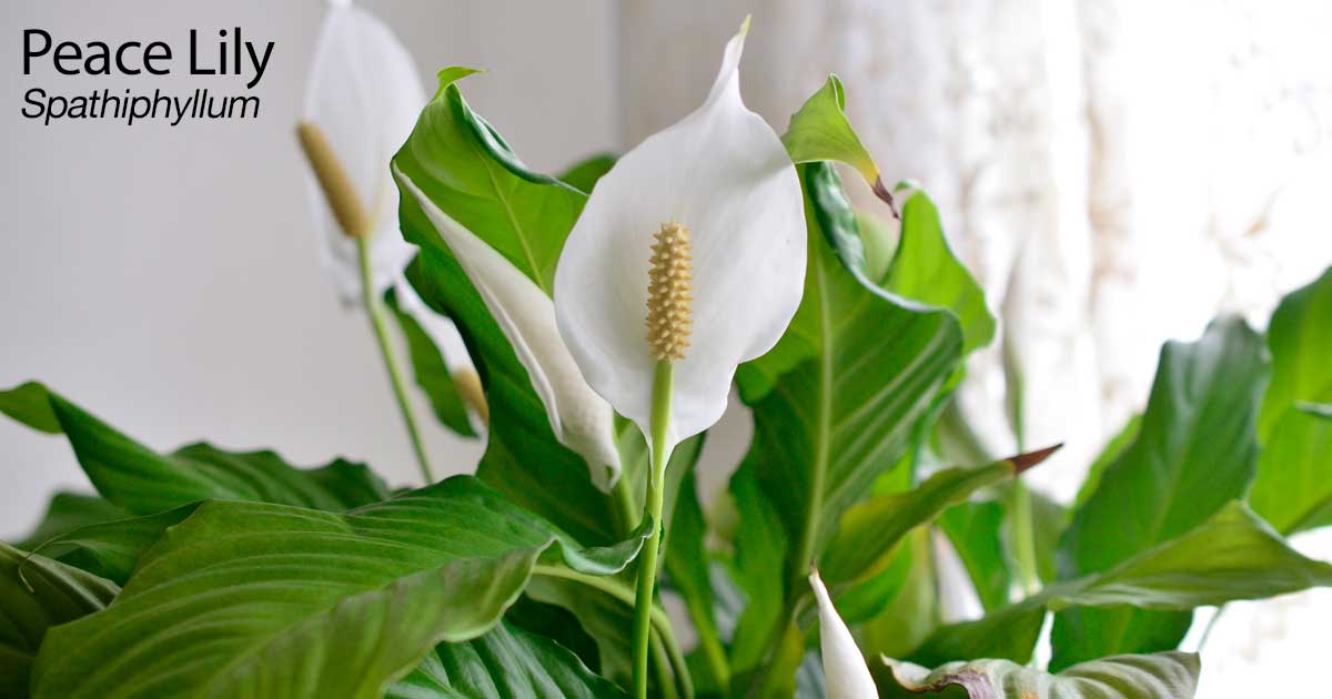 Spathiphyllum planta decorativa de interior