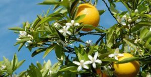 sintomas de deficiência de Potássio nas laranjeiras