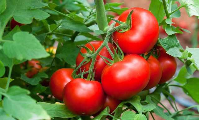Como plantar tomate na sua horta