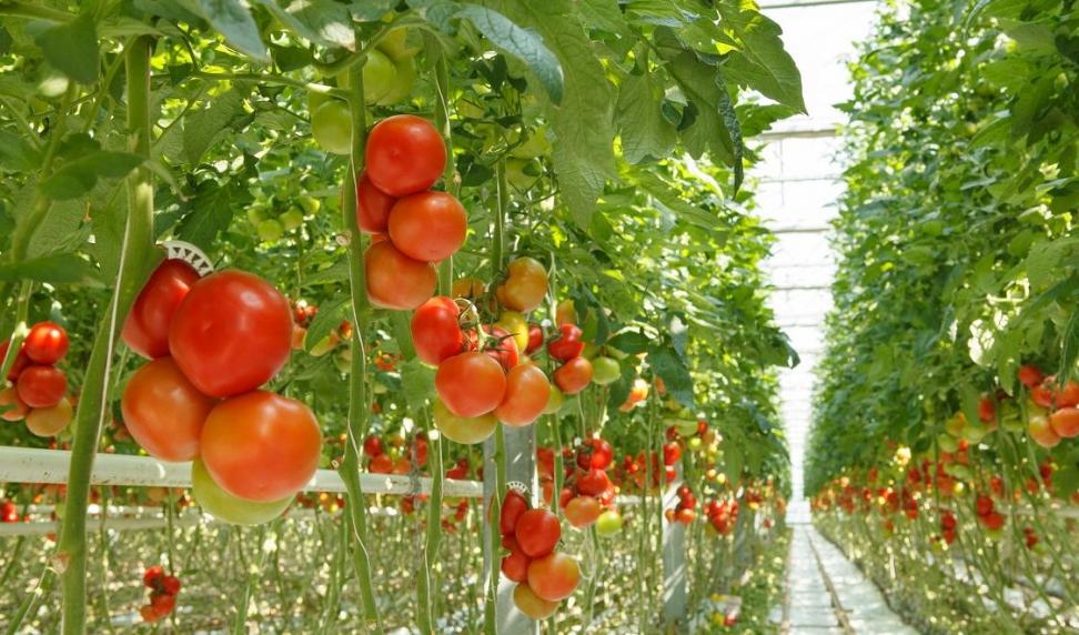 cultivar tomate