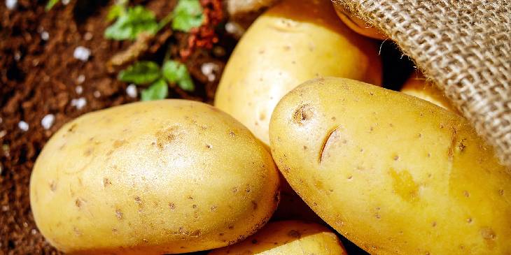 Como Cultivar batatas em casa