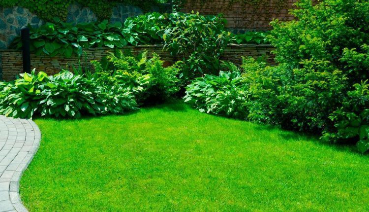 Como plantar relva grama e manter exuberante e saudável