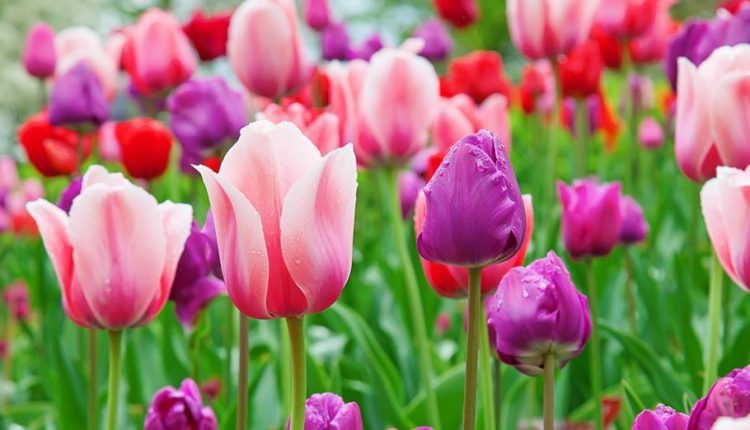 Cultivar tulipas no seu jardim ou canteiros