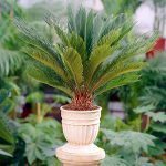 palmeira cica em vaso