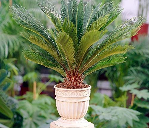 palmeira cica em vaso