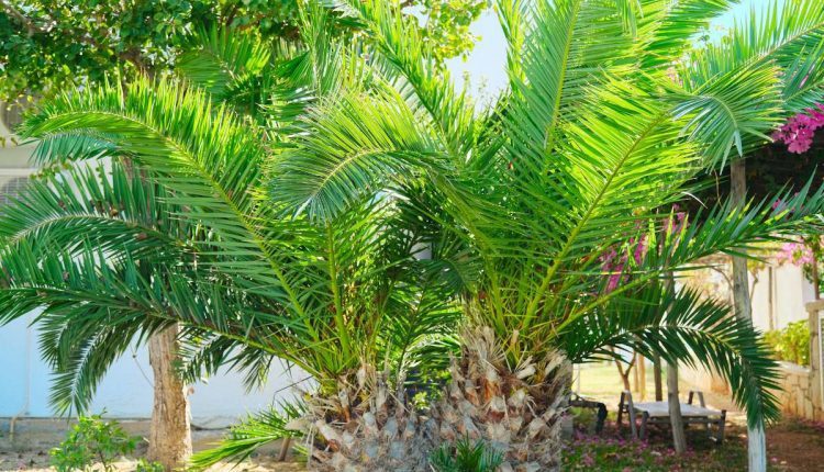 planta Palmeira Fênix